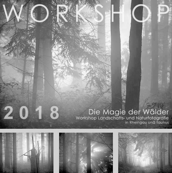 Fotokurs Magie der Wälder