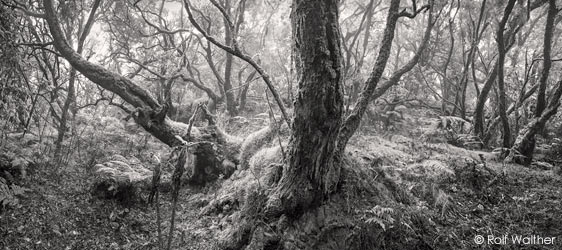 La Gomera, Foto:Rolf Walther